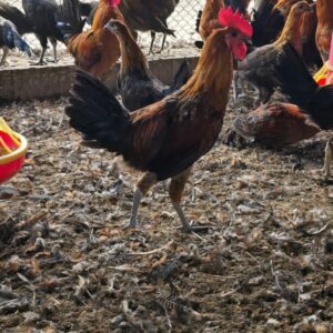 SONALI READY BIRD INTEGRATION AND SALES