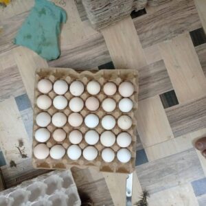 SONALI HATCHING EGGS